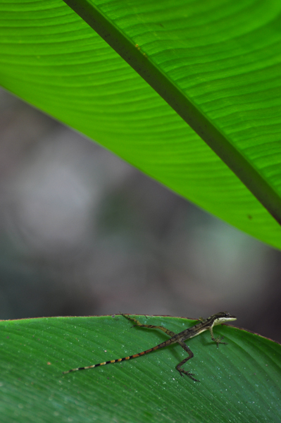 Kleine hagedis (Anolis spp.)